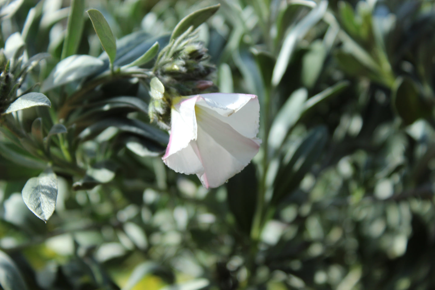 Convolvulus cneorum