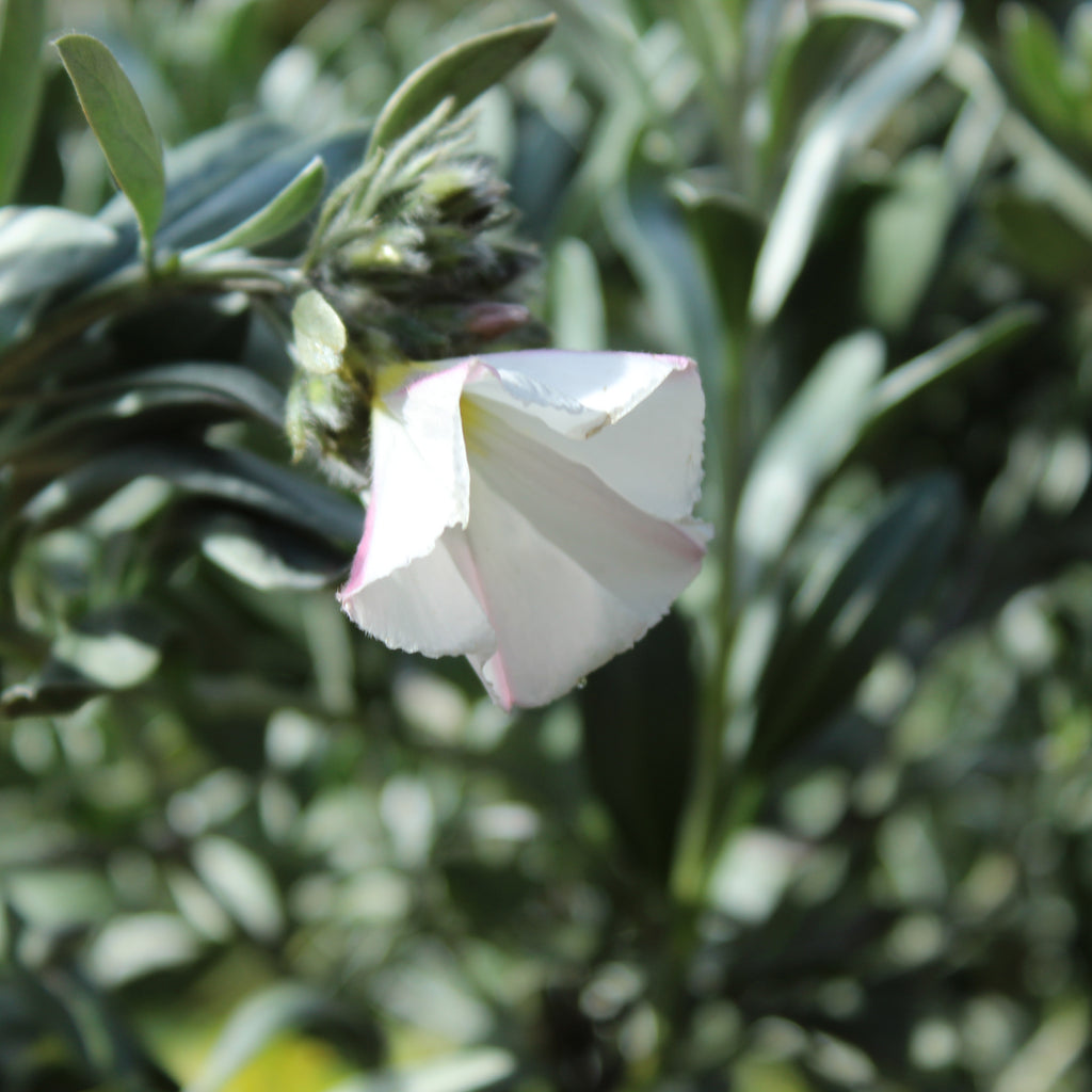 Convolvulus cneorum Image