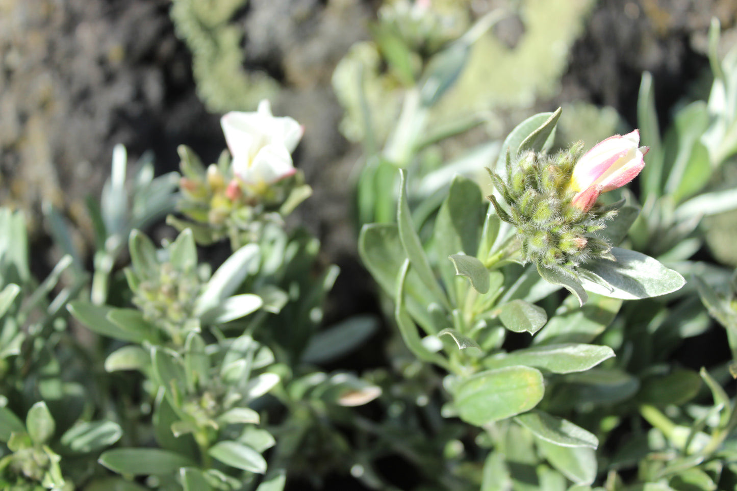 Convolvulus cneorum 2