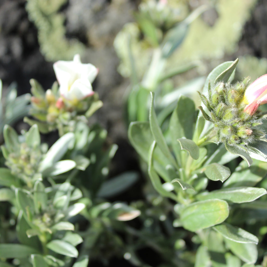 Convolvulus cneorum Image