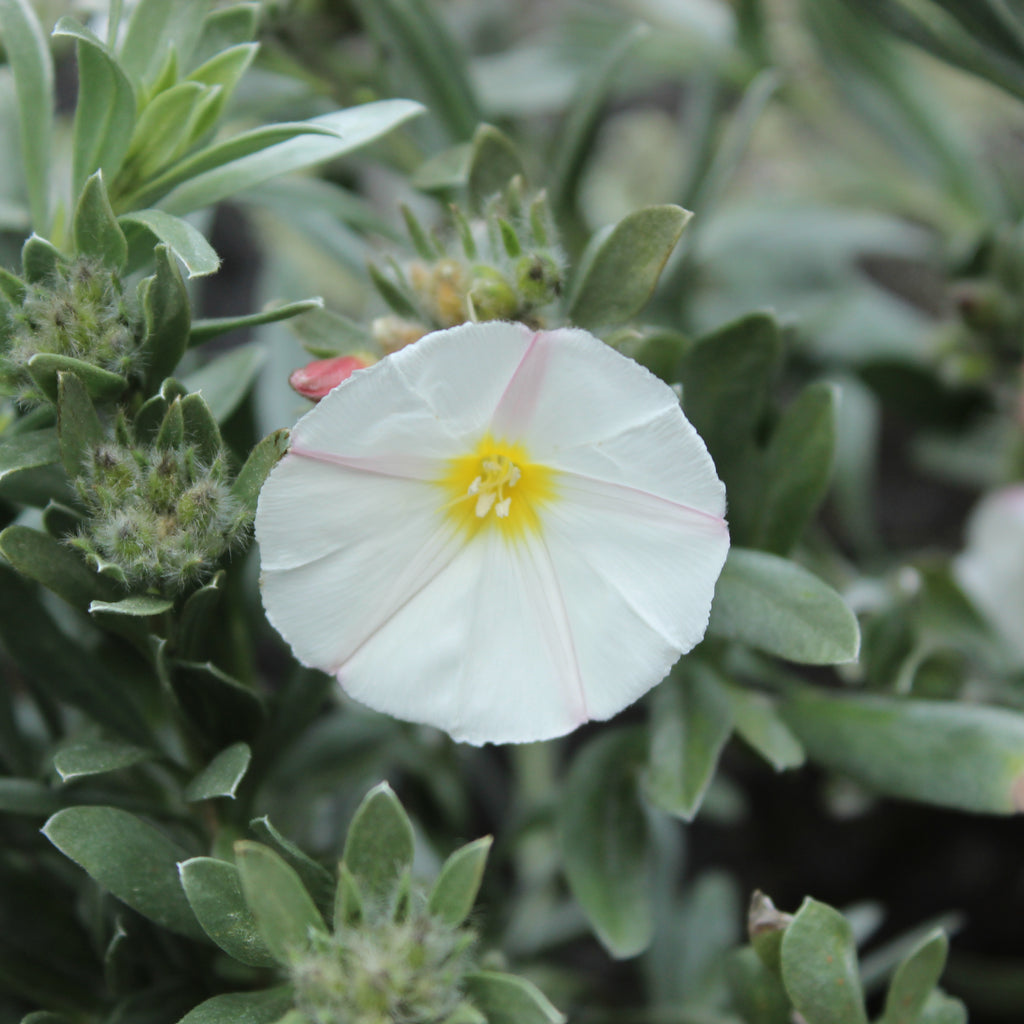 Convolvulus cneorum Image