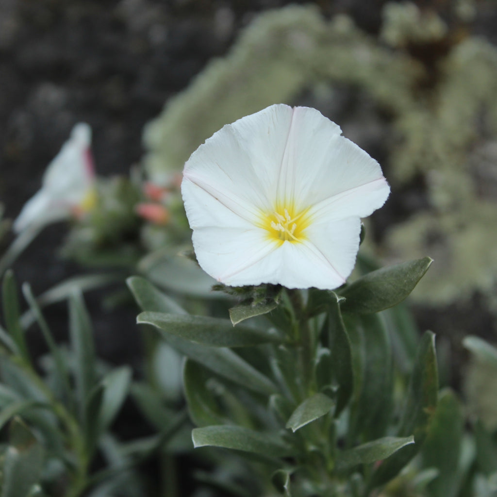 Convolvulus cneorum Image