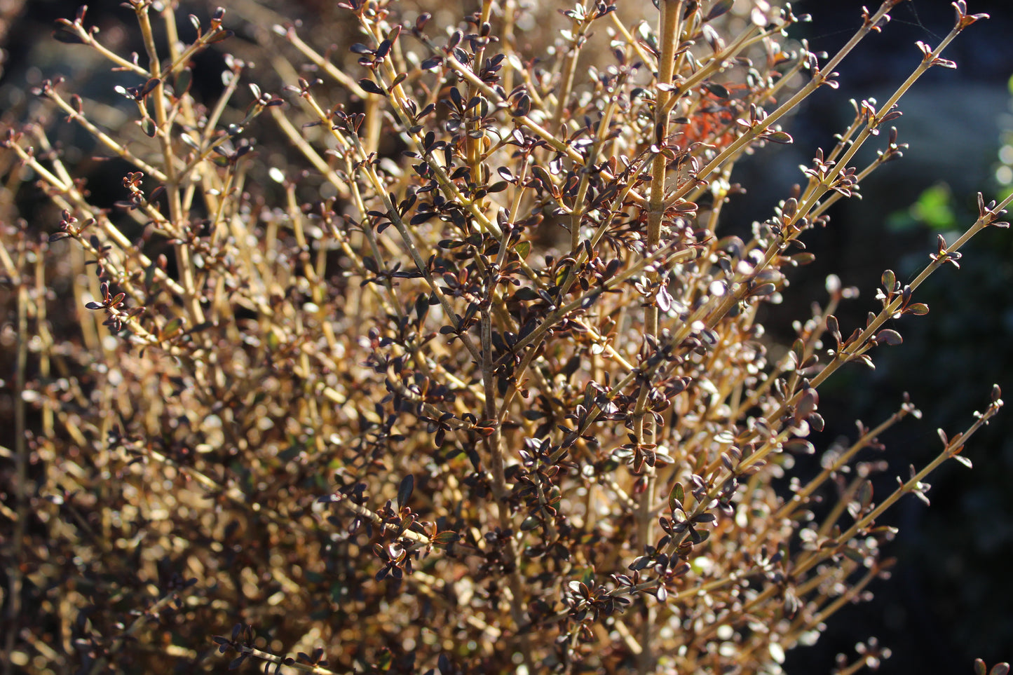Coprosma 'Cappuccino'