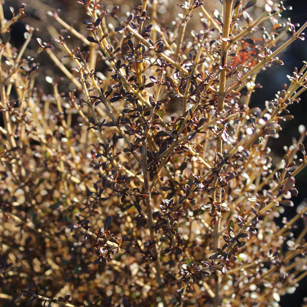 Coprosma Cappuccino Image