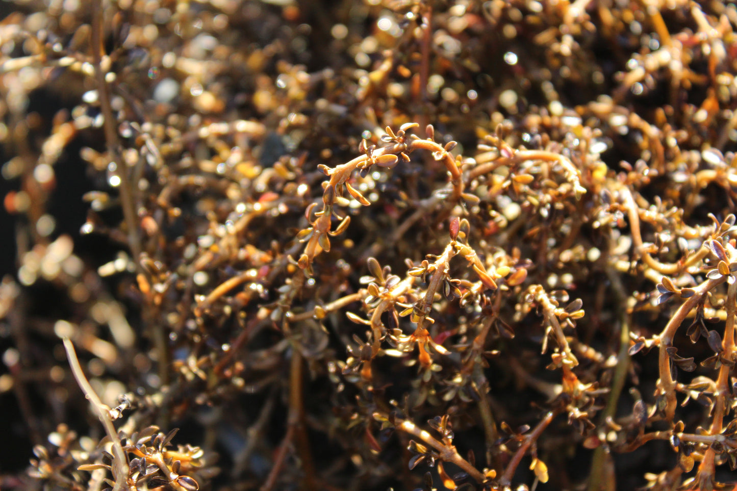 Coprosma Temple Valley