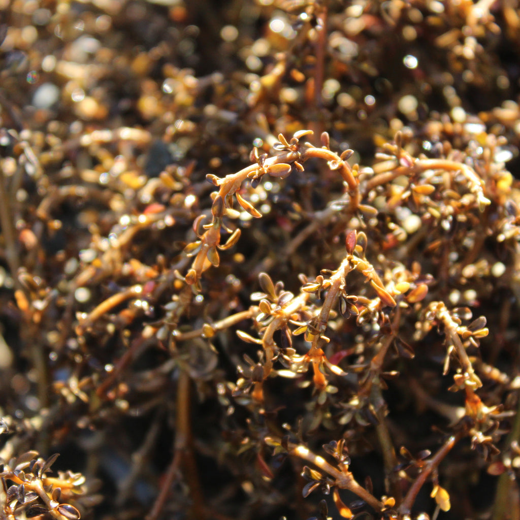 Coprosma Temple Valley Image