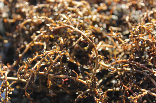 Coprosma Temple Valley 2