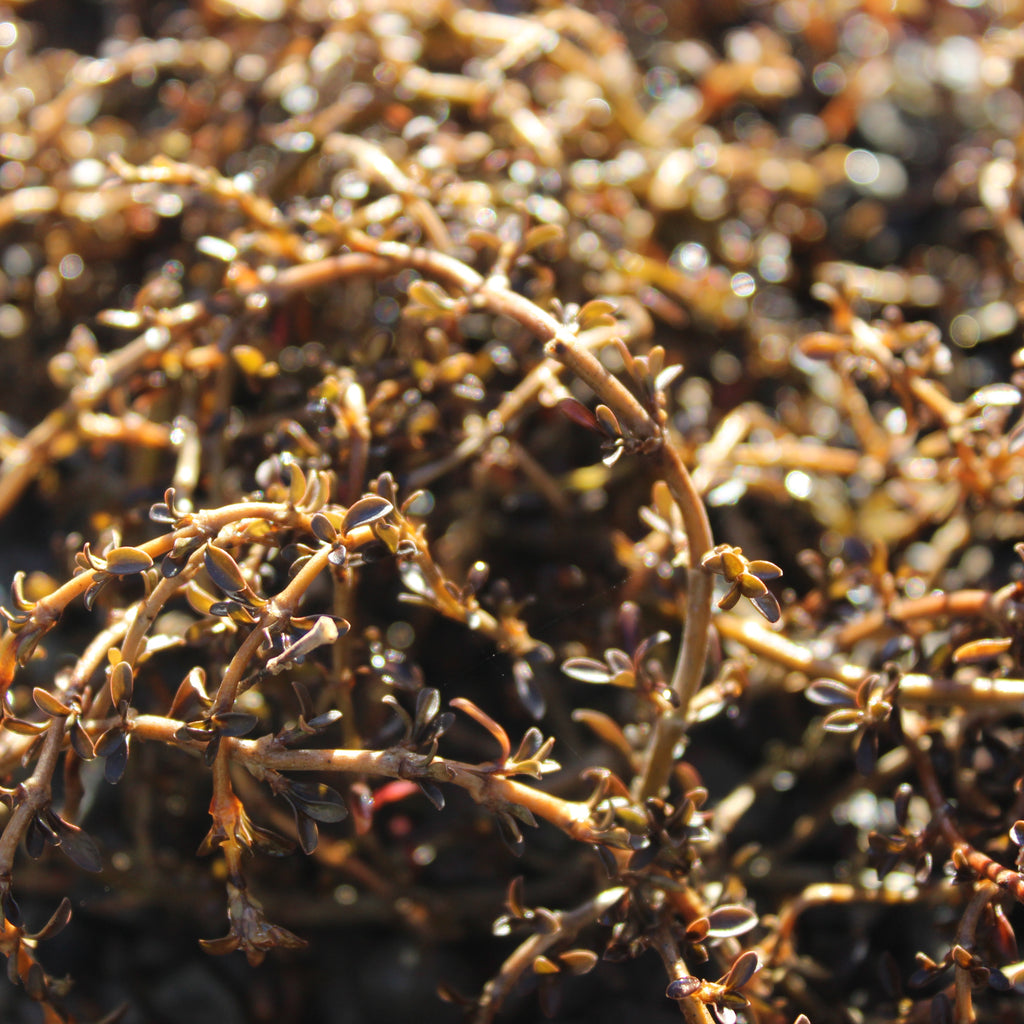 Coprosma Temple Valley Image