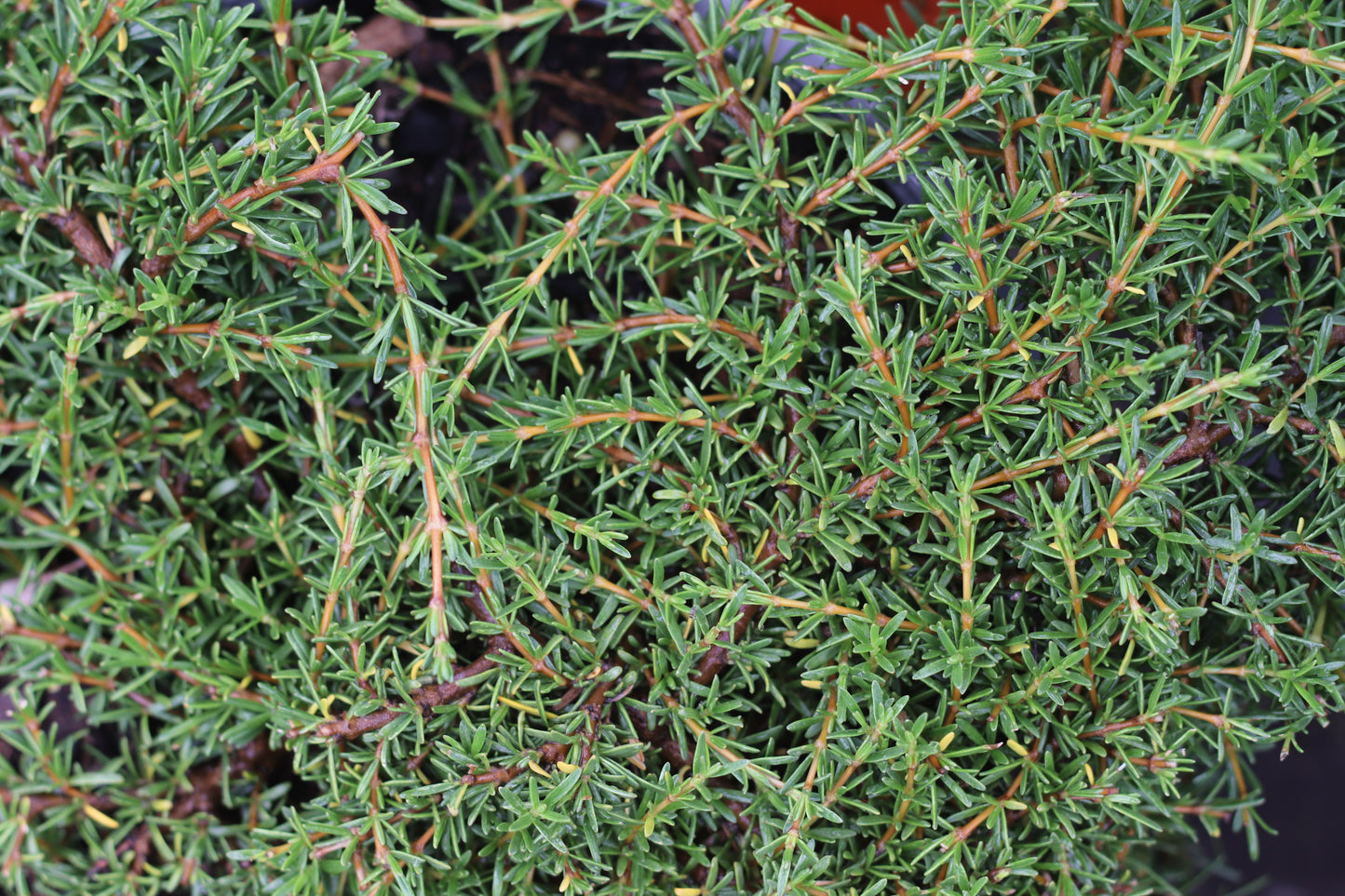 Coprosma acerosa Hawera.