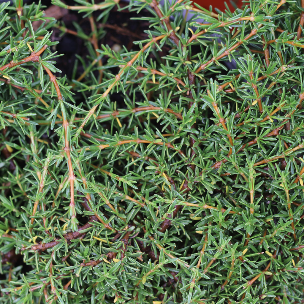 Coprosma acerosa Hawera Image