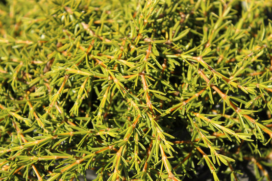 Coprosma acerosa 'Hawera'