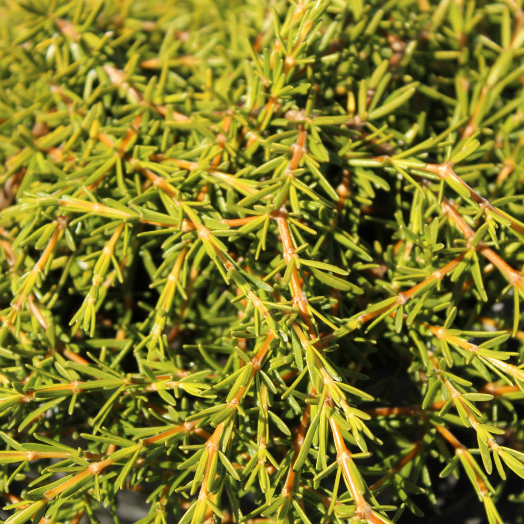 Coprosma acerosa Hawera Image