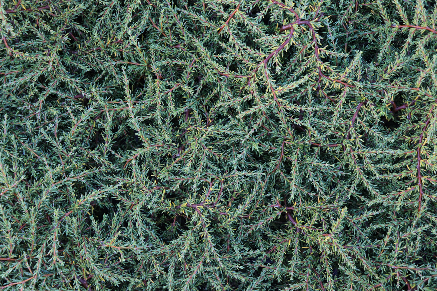 Coprosma acerosa Hawera 2