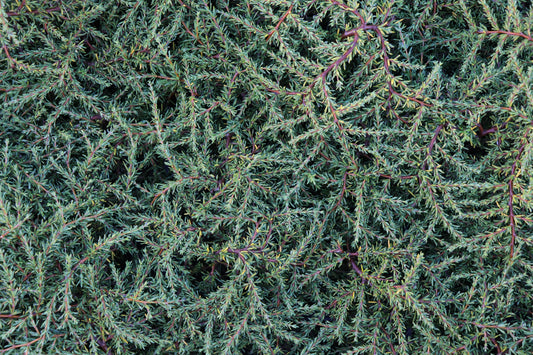 Coprosma acerosa Hawera 2