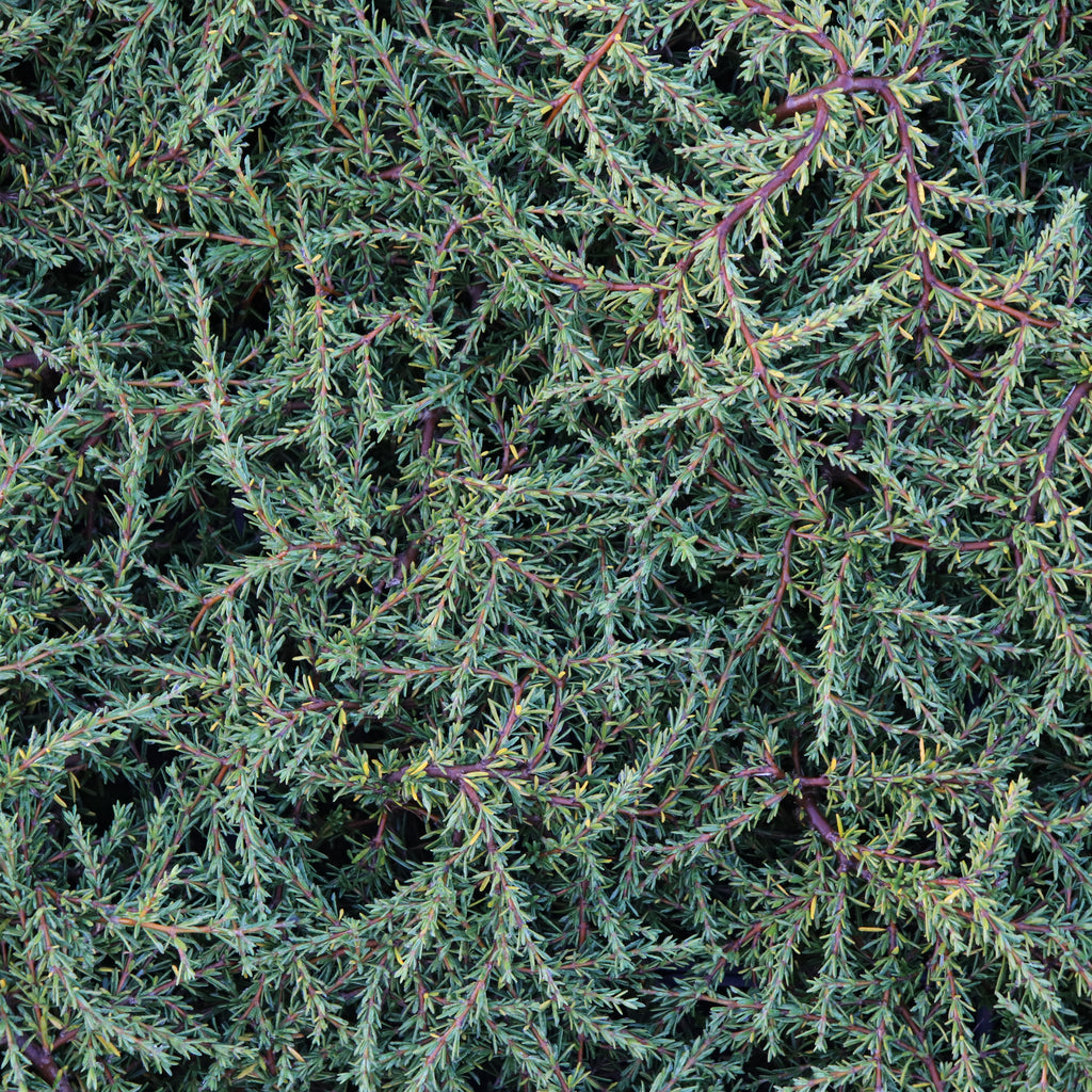 Coprosma acerosa Hawera Image