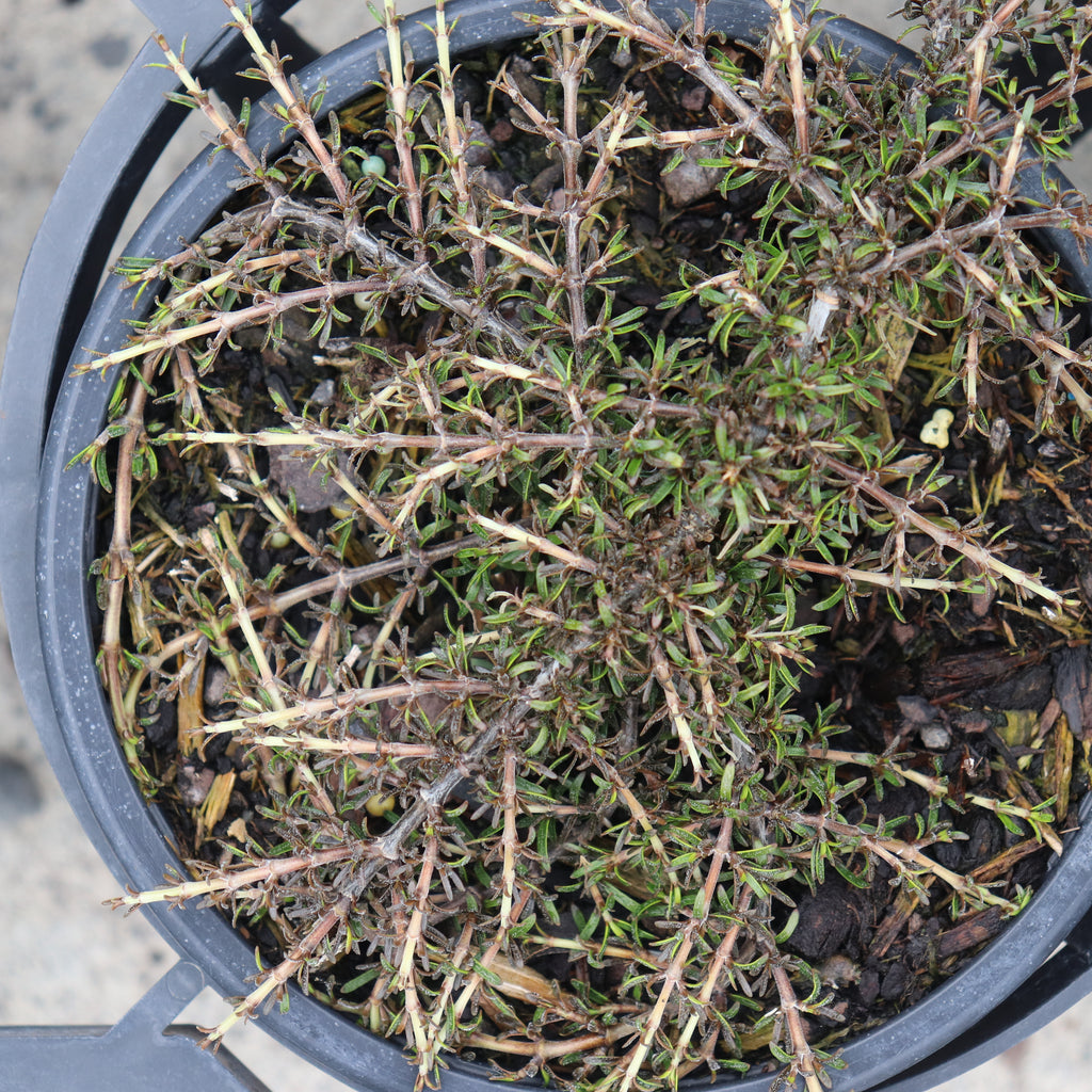 Coprosma flat freddy Image