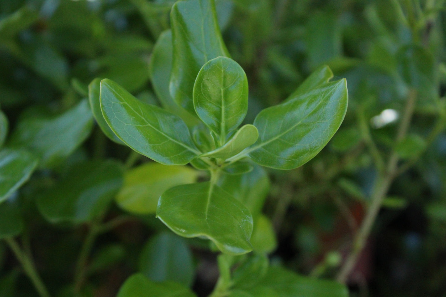 Coprosma r. Poor Knights