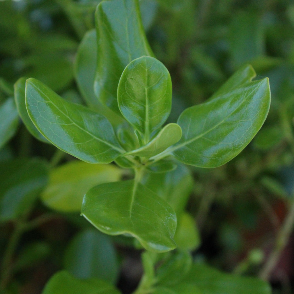 Coprosma r. Poor Knights Image