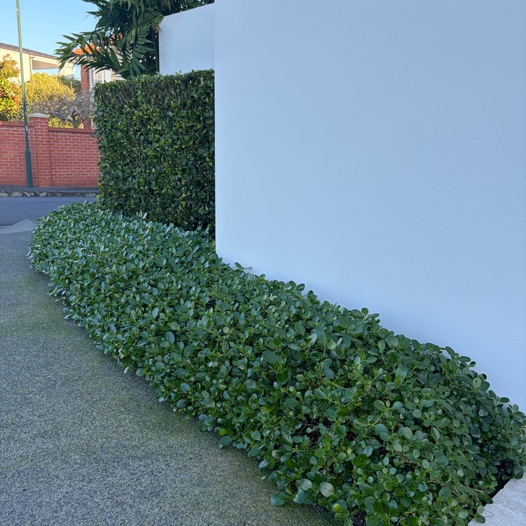 Coprosma r. Poor Knights Image