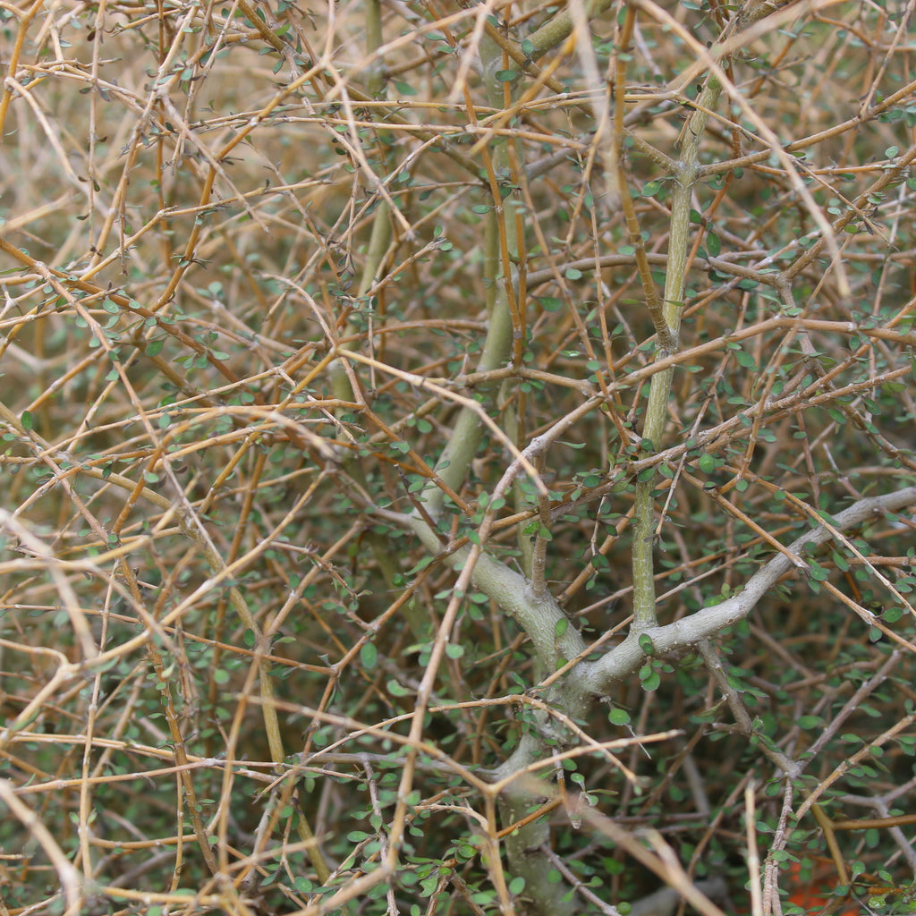 Coprosma virescens Image