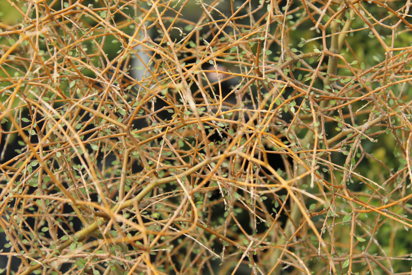Coprosma virescens 2