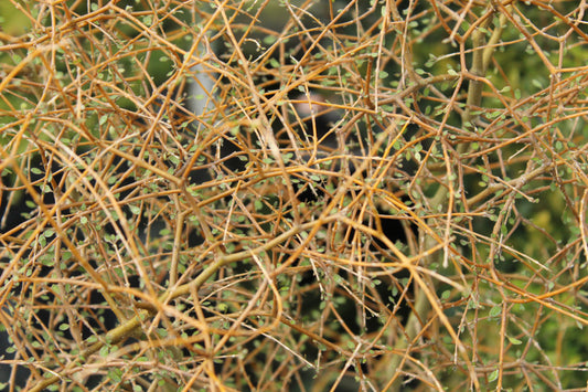 Coprosma virescens 2