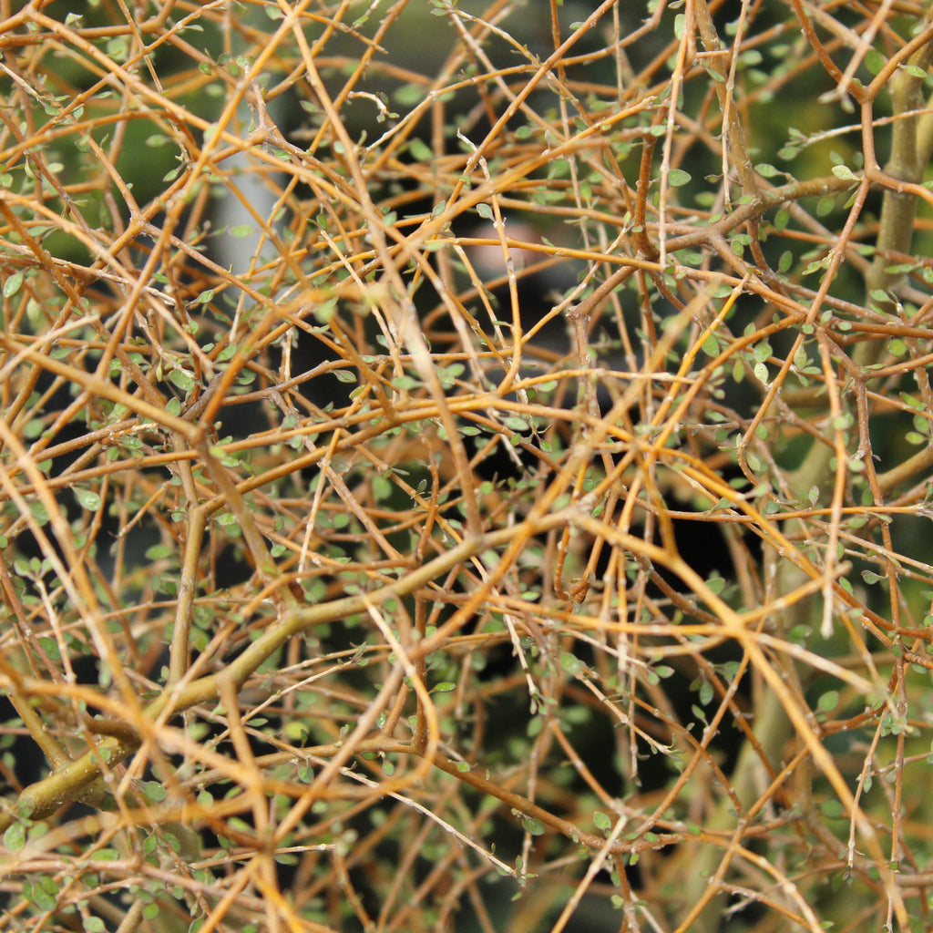 Coprosma virescens Image