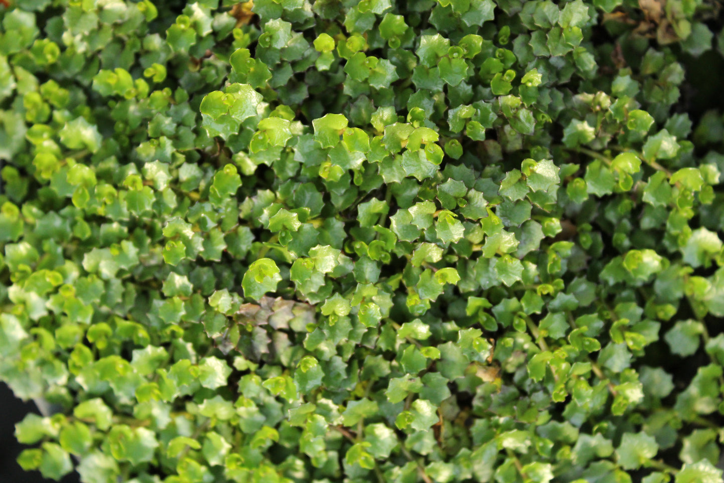 Coprosma virescens 3