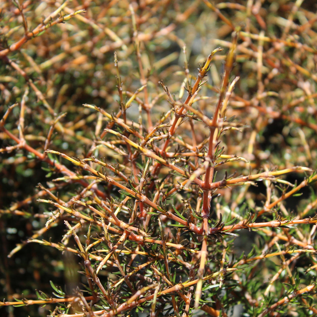 Coprosma x Lobster Image