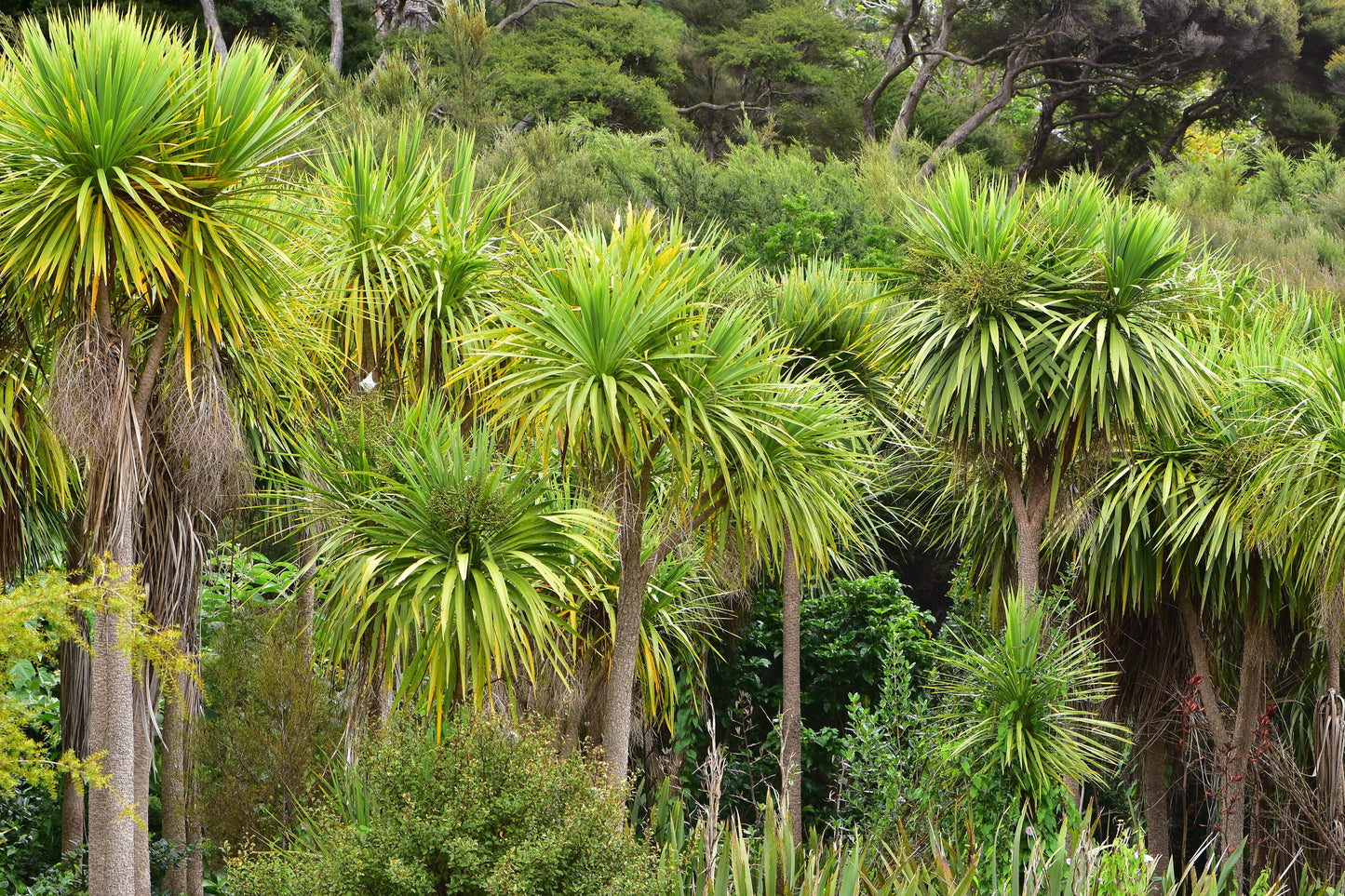 Cordyline australis