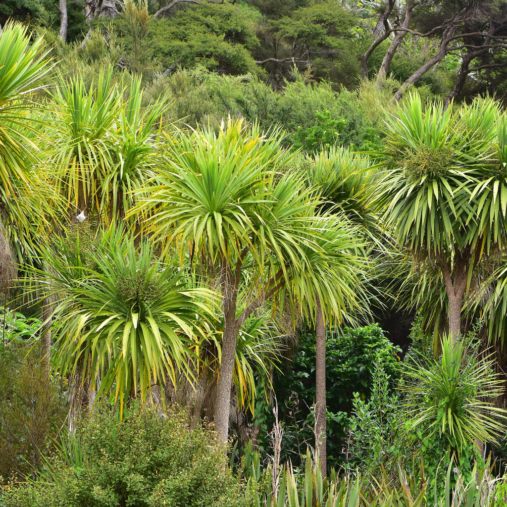 Cordyline australis Image