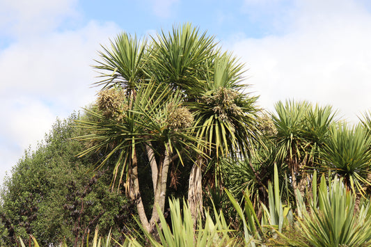 Cordyline australis
