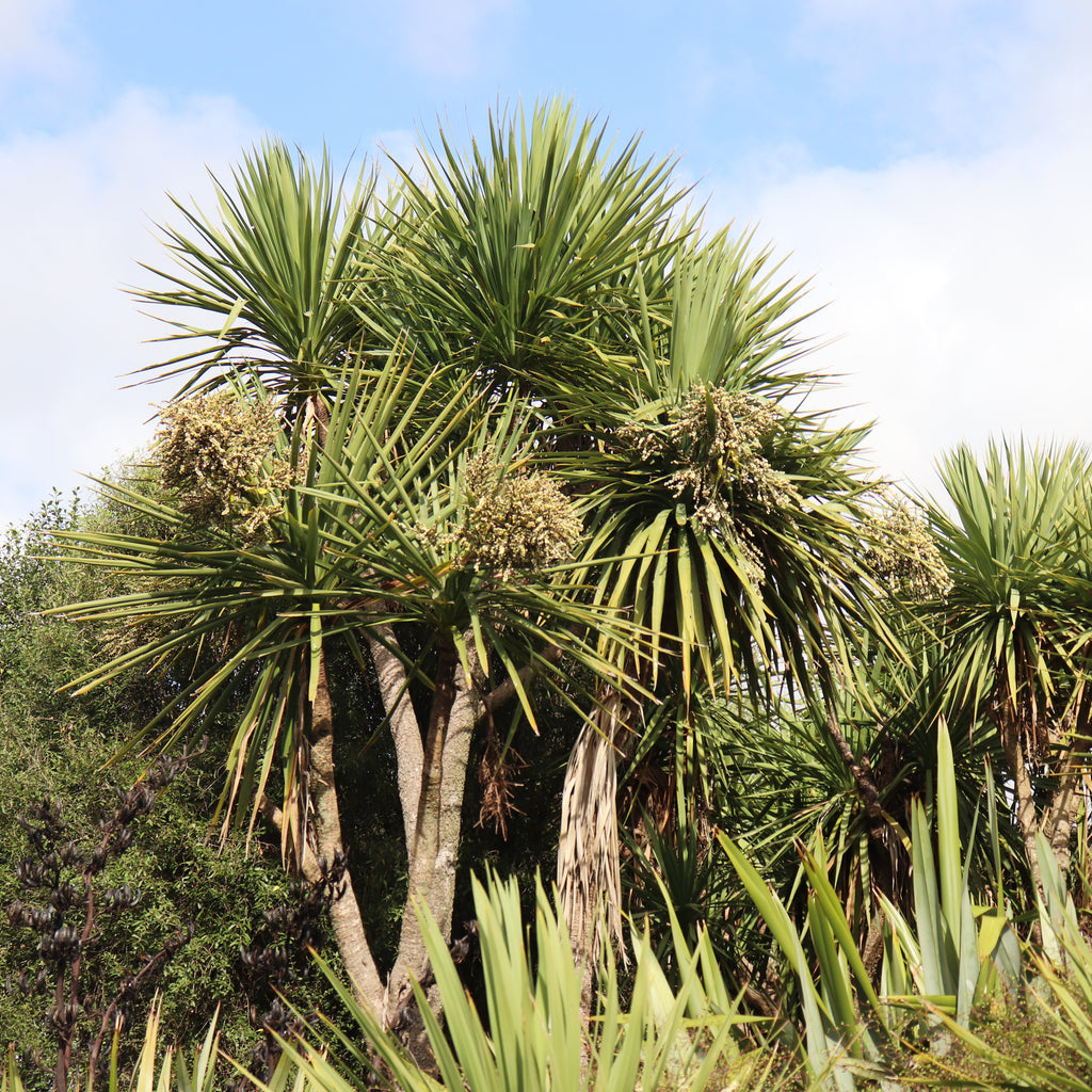 Cordyline australis Image