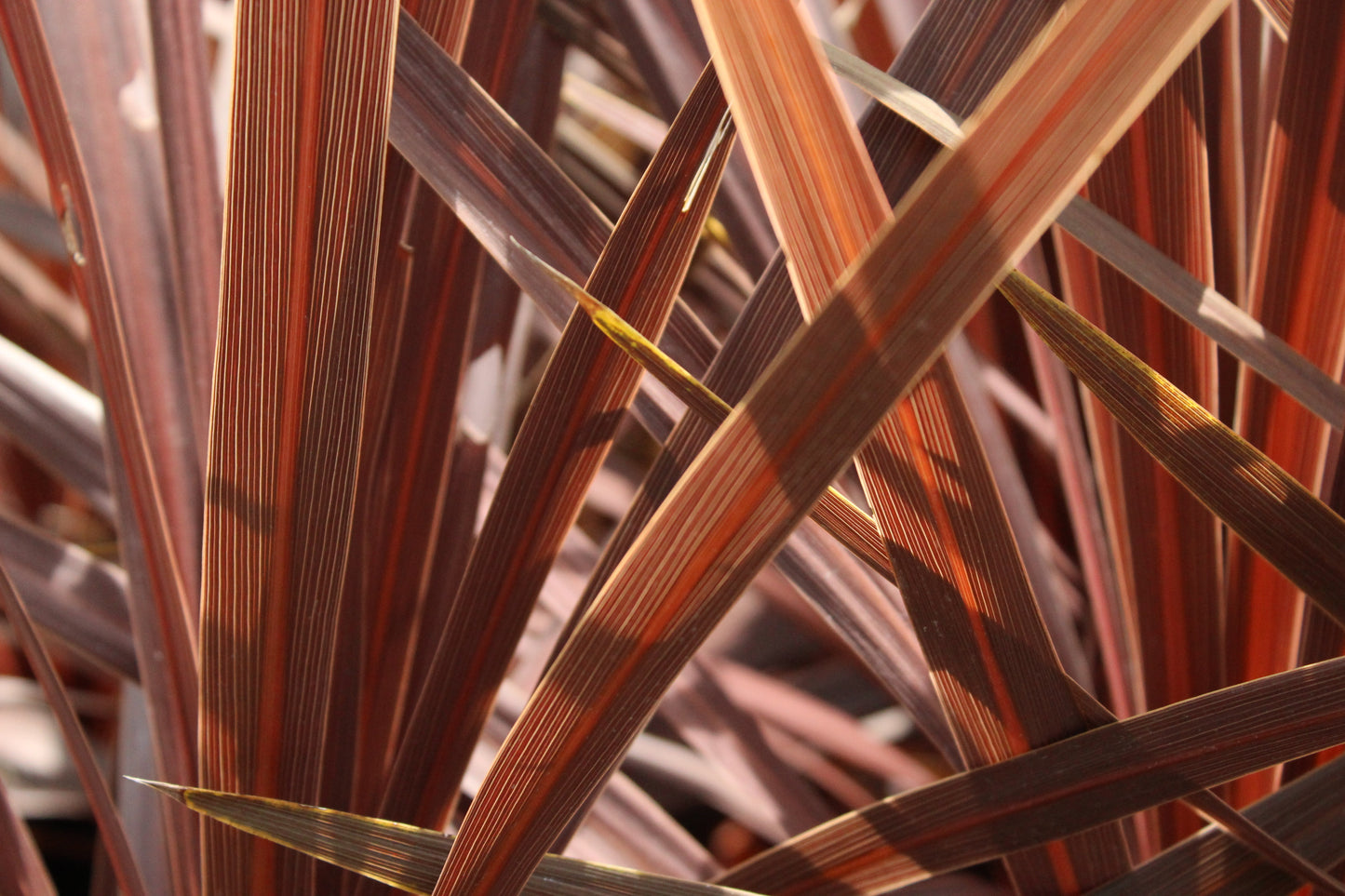 Cordyline australis Red Star