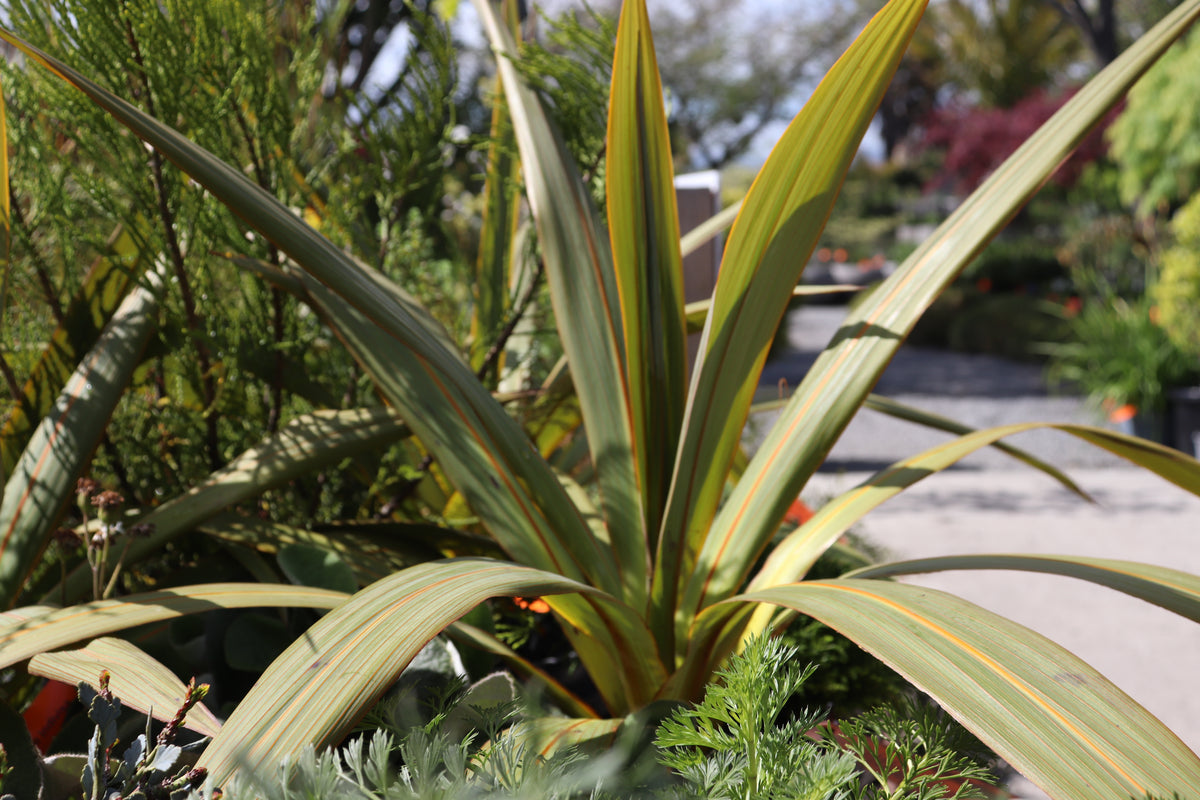 Cordyline indivisa