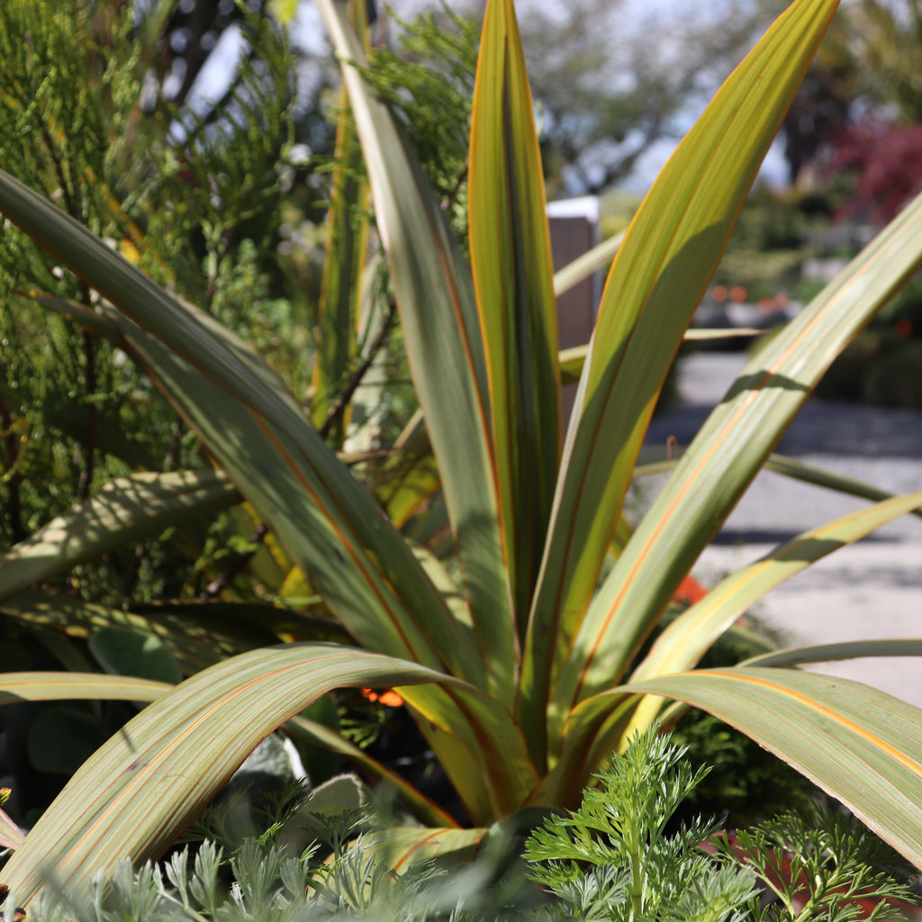 Cordyline indivisa Image