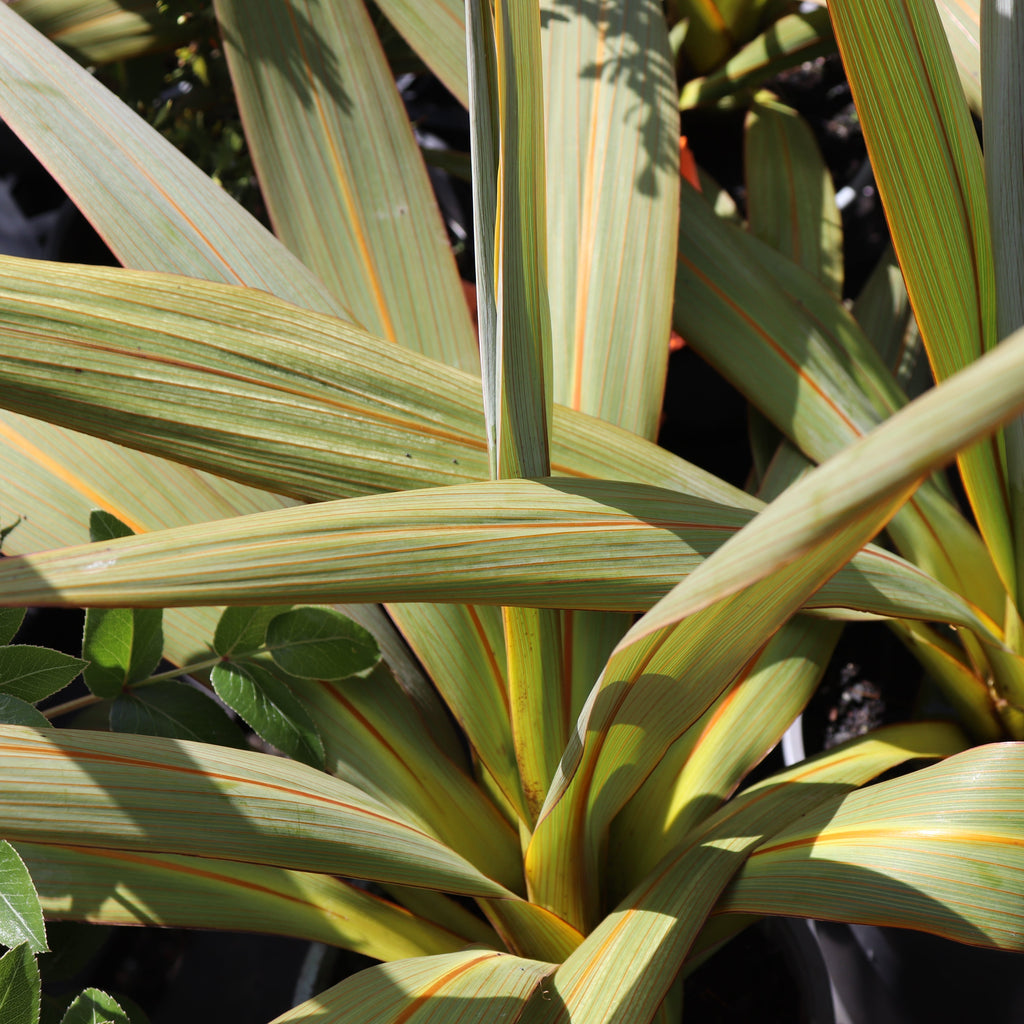 Cordyline indivisa Image