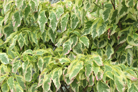 Cornus Cherokee Daybreak.