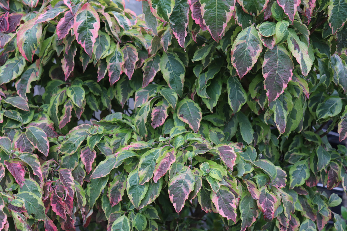 Cornus Cherokee Daybreak 2