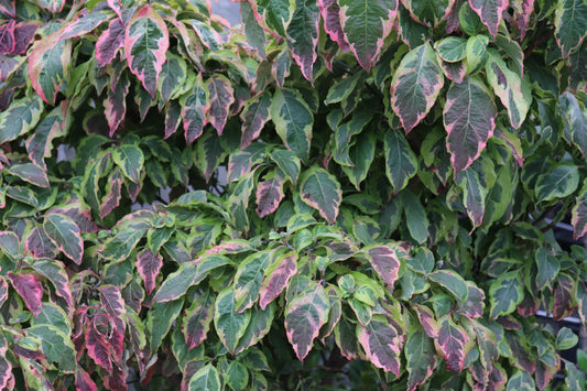 Cornus Cherokee Daybreak 2