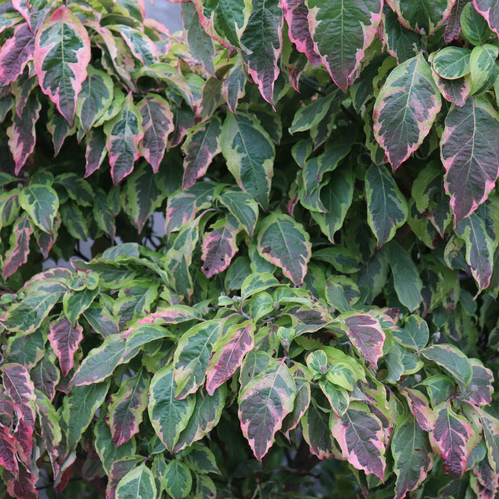 Cornus Cherokee Daybreak Image