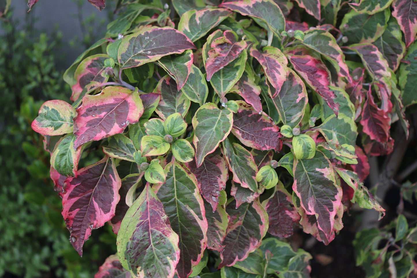 Cornus Cherokee Daybreak 3