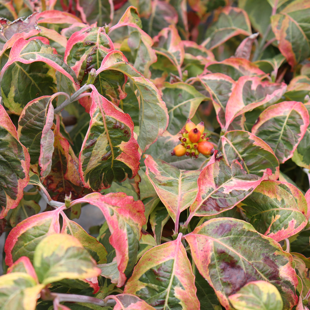 Cornus Cherokee Daybreak Image