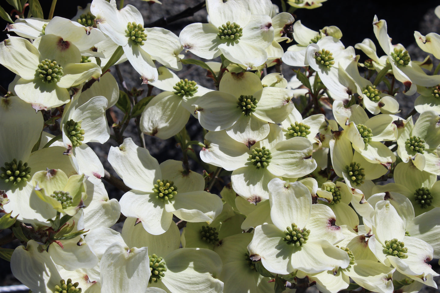 Cornus Cherokee Daybreak flower