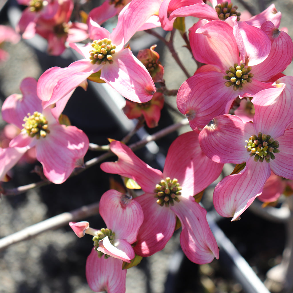 Cornus Cherokee Sunset Image