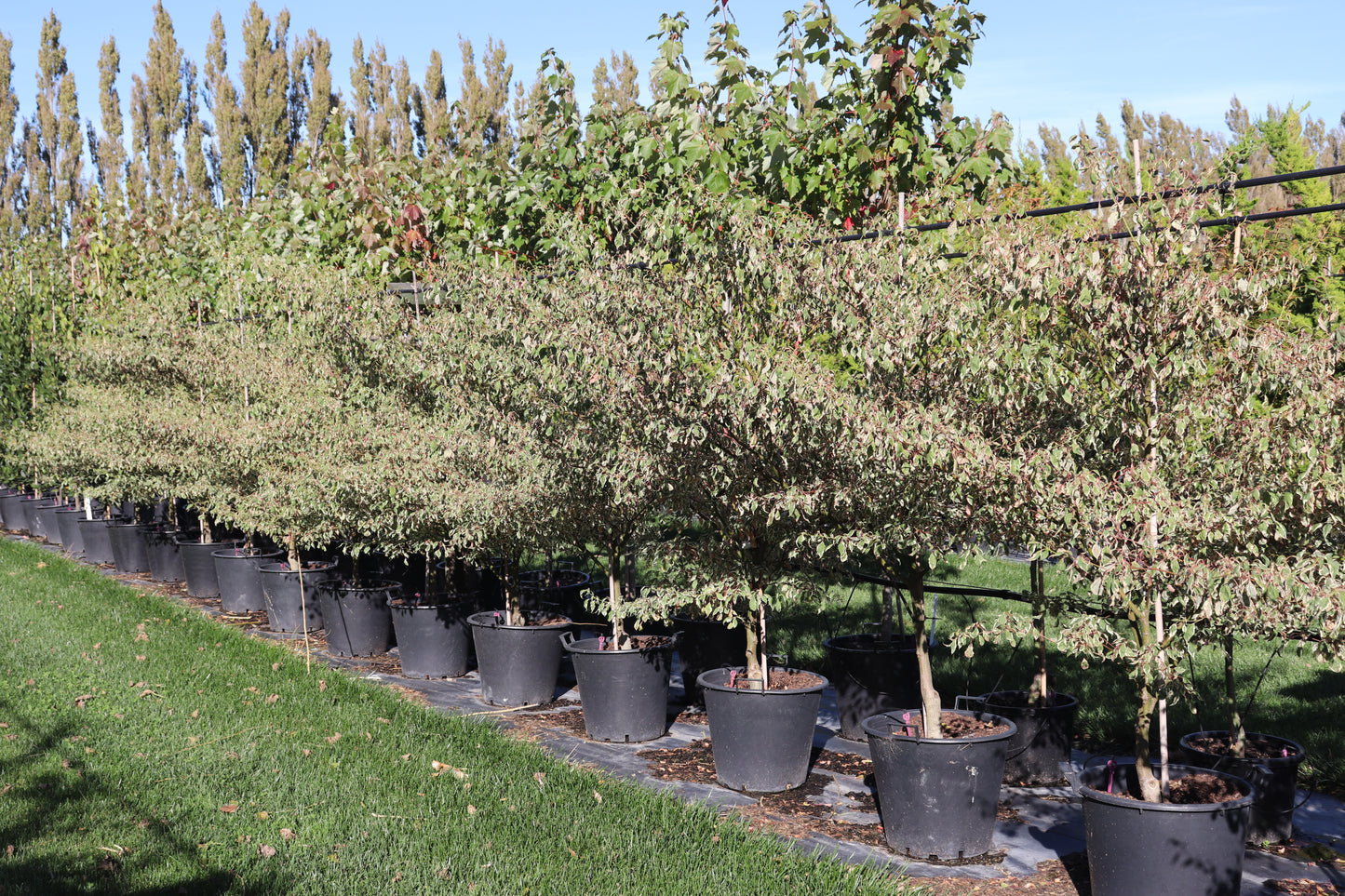 Cornus alternifolia Argentea 3