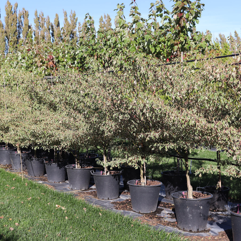 Cornus alternifolia Argentea Image