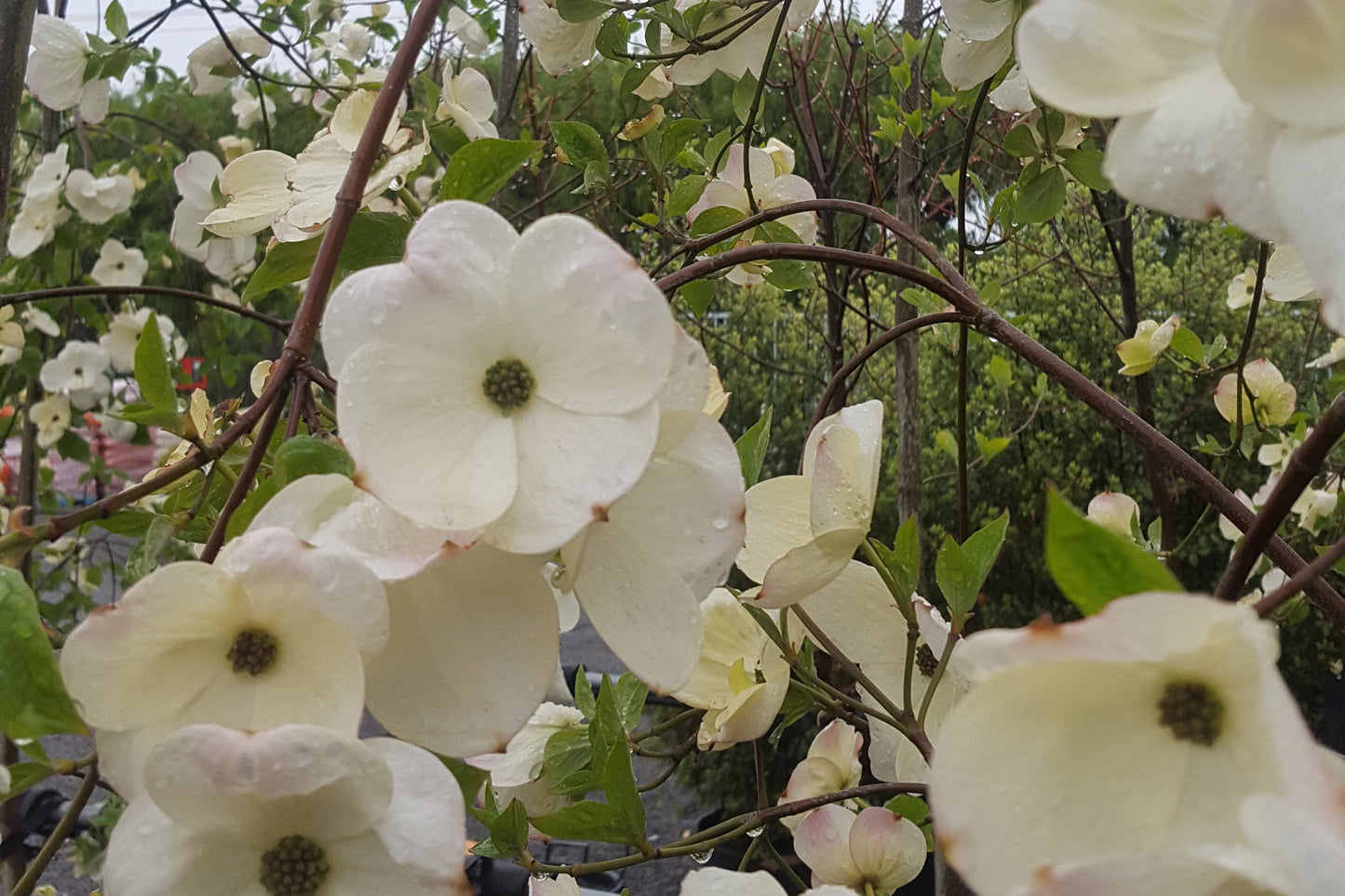 Cornus Eddies White Wonder