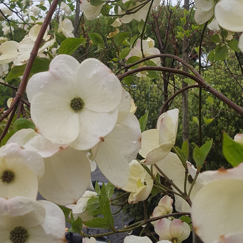 Cornus Eddies White Wonder Image