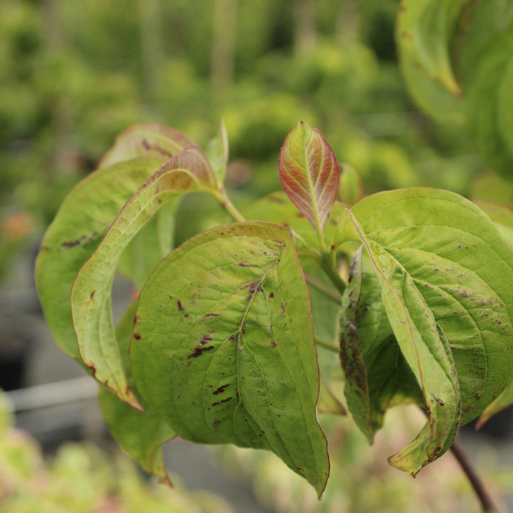 Cornus florida Cherokee Chief Image